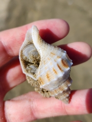 Austrofusus glans