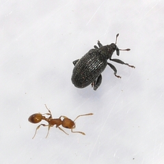 Orchestes pallicornis