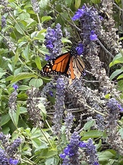 Danaus plexippus