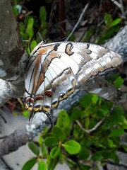 Charaxes sempronius