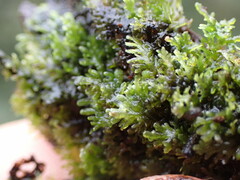 Riccardia chamedryfolia