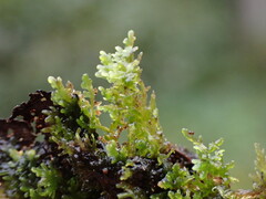 Riccardia chamedryfolia