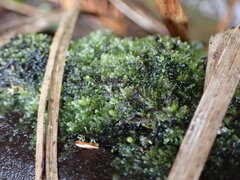 Riccardia chamedryfolia