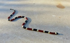 Micruroides euryxanthus