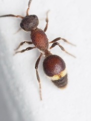 Pompiloidea