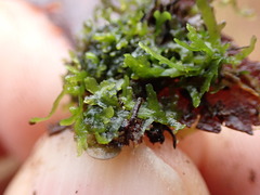 Riccardia chamedryfolia