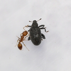 Orchestes pallicornis