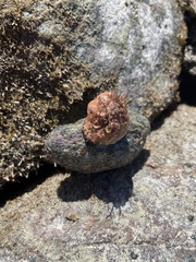 Trochoidea