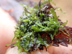 Riccardia chamedryfolia