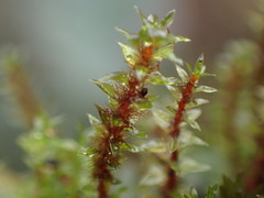 Ptychostomum pseudotriquetrum