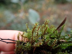 Ptychostomum pseudotriquetrum