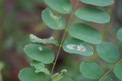 Macrosaccus robiniella