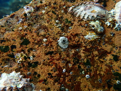 Hexanauplia
