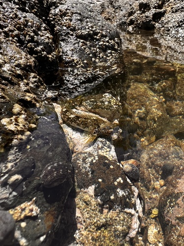 Vieroog-rotsspringer (Dialommus macrocephalus) — Labrisomidae — 5