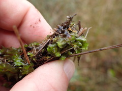 Pellia neesiana