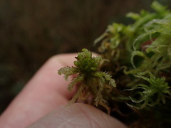 Sphagnum miyabeanum