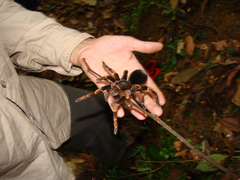 Megaphobema mesomelas