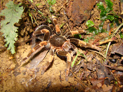 Megaphobema mesomelas