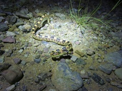 Rhinocheilus lecontei