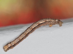 Phigalia strigataria