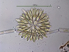 Synura adamsii