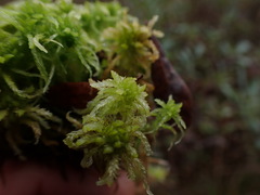 Sphagnum miyabeanum