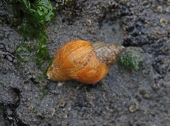 Nucella