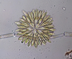 Synura adamsii