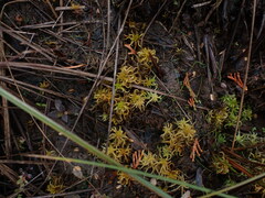 Sphagnum miyabeanum