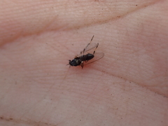 Simuliidae