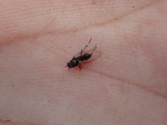 Simuliidae