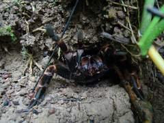 Megaphobema mesomelas