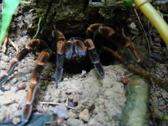 Megaphobema mesomelas