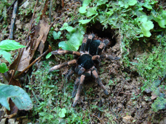 Megaphobema mesomelas