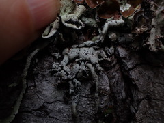 Hypogymnia enteromorpha