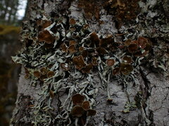 Hypogymnia enteromorpha