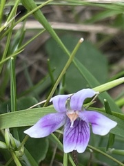 Viola hederacea