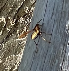 Polistes major major