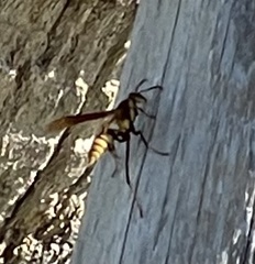Polistes major major