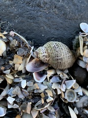 Acanthinucella