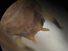 Pristoceuthophilus pacificus