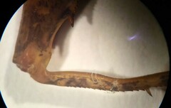 Pristoceuthophilus pacificus