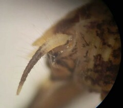 Pristoceuthophilus pacificus