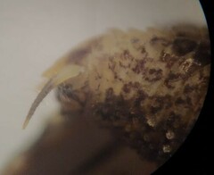 Pristoceuthophilus pacificus