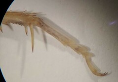 Pristoceuthophilus pacificus