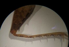 Pristoceuthophilus pacificus