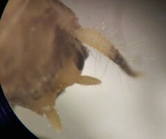 Pristoceuthophilus pacificus