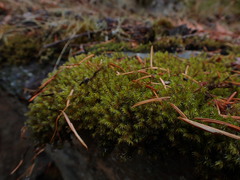 Racomitrium heterostichum