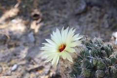 Coryphantha pallida