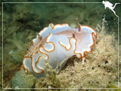 Glossodoris rufomarginata